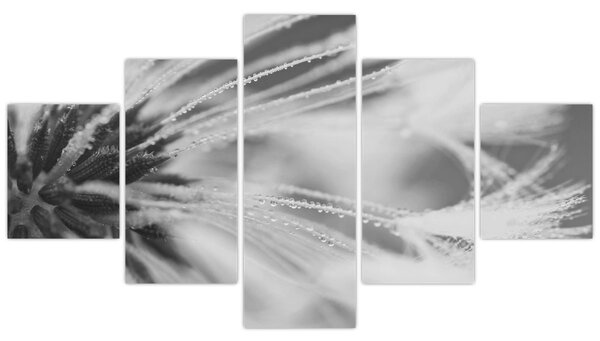 Obraz - Pampeliška (125x70 cm)