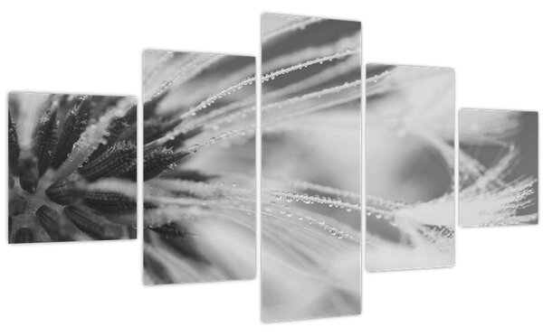 Obraz - Pampeliška (125x70 cm)