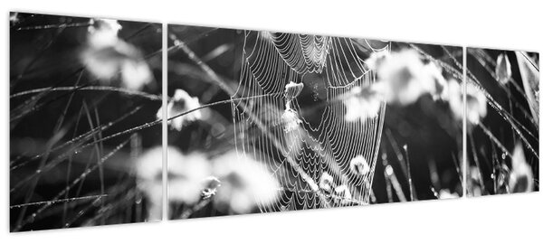 Obraz - Pavučina na louce (170x50 cm)