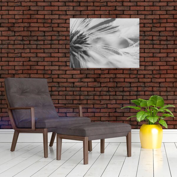 Obraz - Pampeliška (70x50 cm)