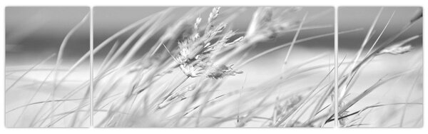 Obraz - Plážová tráva (170x50 cm)