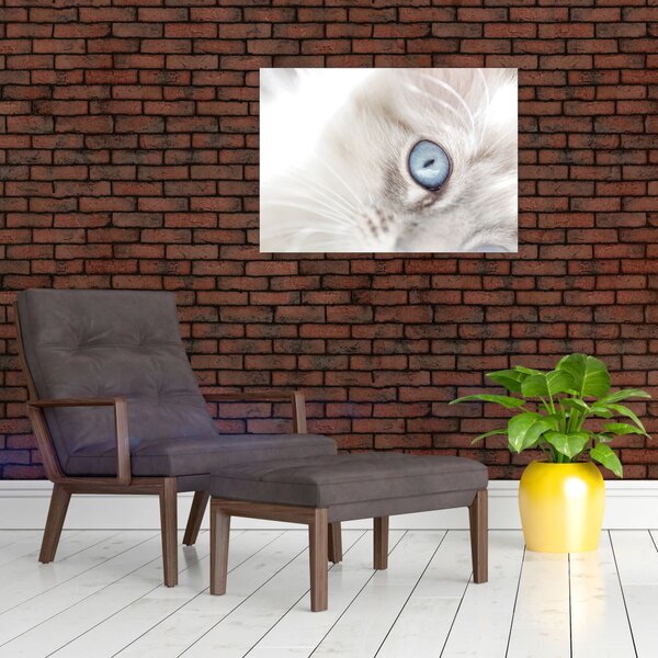 Obraz - Kočka s modrýma očima (70x50 cm)