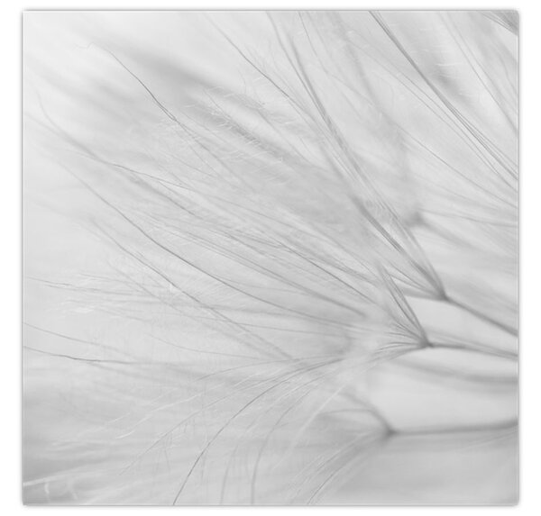 Obraz - Pampeliška (30x30 cm)