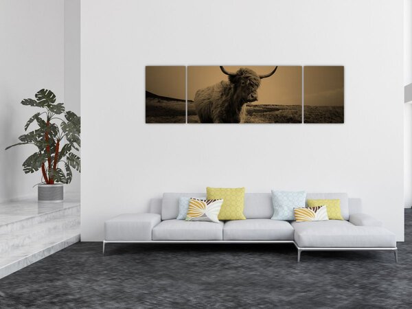 Obraz - Skotská kráva v běhu (170x50 cm)