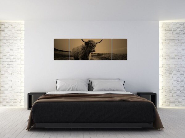 Obraz - Skotská kráva v běhu (170x50 cm)