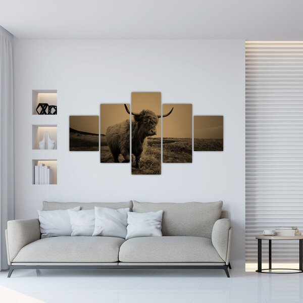 Obraz - Skotská kráva v běhu (125x70 cm)