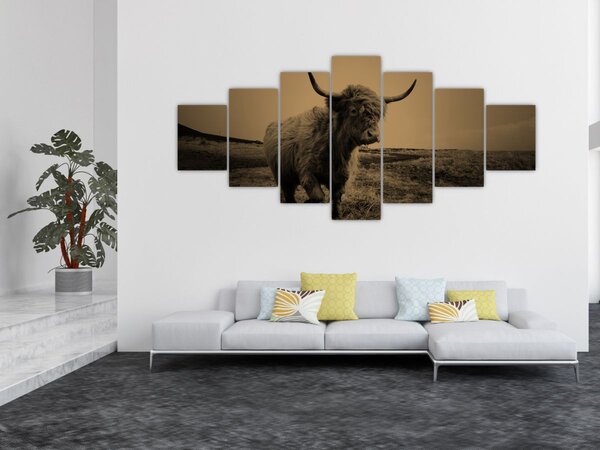 Obraz - Skotská kráva v běhu (210x100 cm)