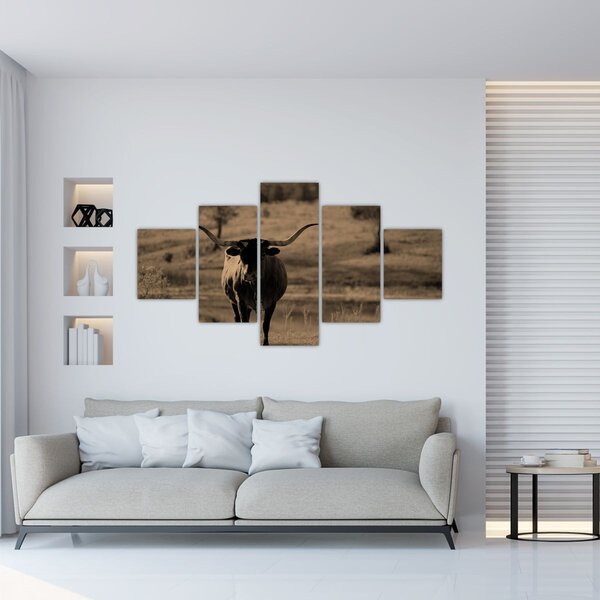 Obraz - Texaská kráva (125x70 cm)