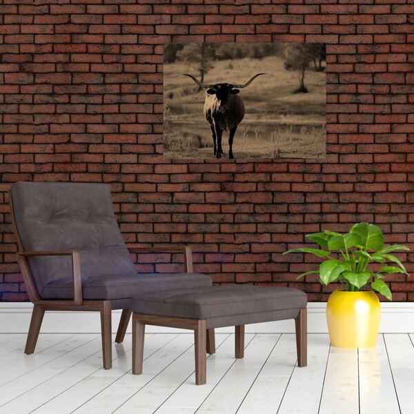 Obraz - Texaská kráva (70x50 cm)