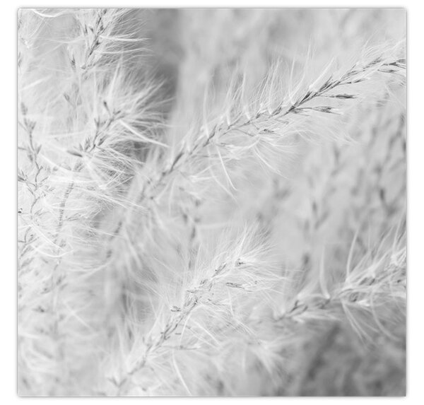 Obraz - Pampas grass N⁰1 (30x30 cm)
