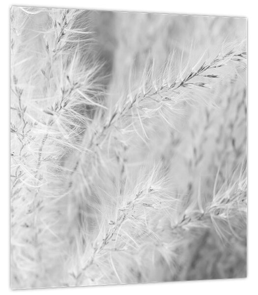 Obraz - Pampas grass N⁰1 (30x30 cm)