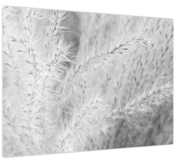 Obraz - Pampas grass N⁰1 (70x50 cm)