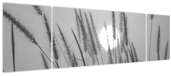 Obraz - Louka při západu slunce (170x50 cm)