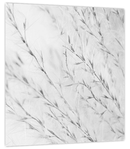 Obraz - Pampas grass N⁰2 (30x30 cm)