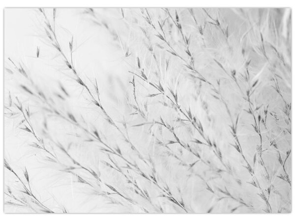 Obraz - Pampas grass N⁰2 (70x50 cm)