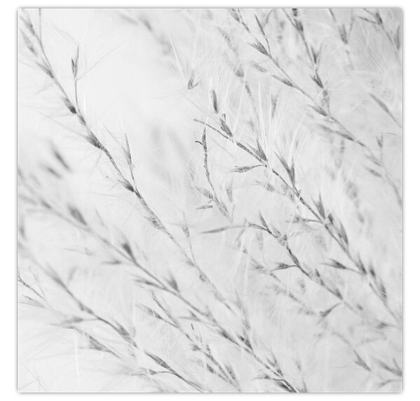 Obraz - Pampas grass N⁰2 (30x30 cm)