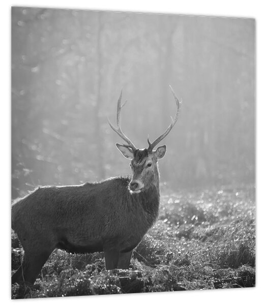 Obraz - Jelen v lese, černobílá (30x30 cm)