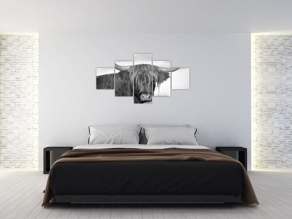 Obraz - Skotská kráva 2, černobílá (125x70 cm)