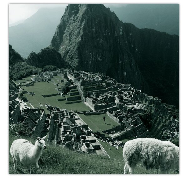 Obraz - Lamy na Machu Picchu v Peru (30x30 cm)