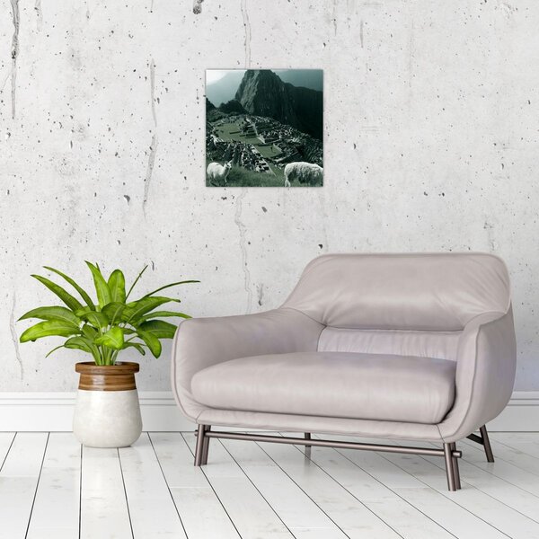 Obraz - Lamy na Machu Picchu v Peru (30x30 cm)