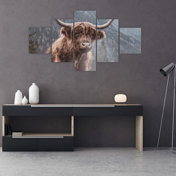 Obraz - Highlander kráva (125x70 cm)