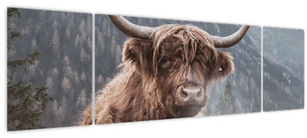 Obraz - Highlander kráva (170x50 cm)