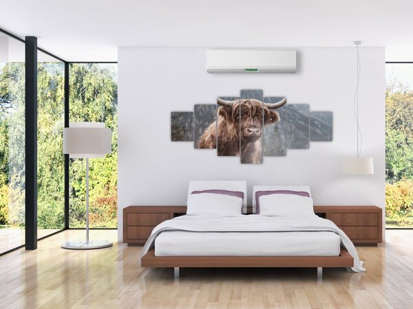 Obraz - Highlander kráva (210x100 cm)