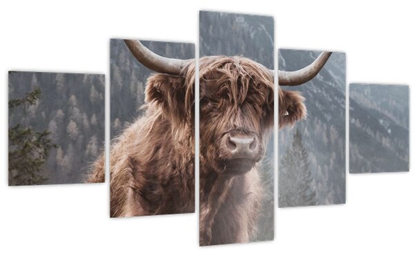 Obraz - Highlander kráva (125x70 cm)