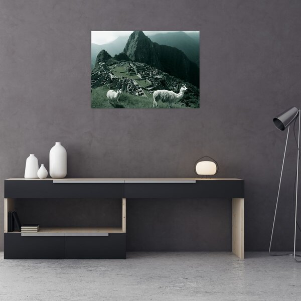 Obraz - Lamy na Machu Picchu v Peru (70x50 cm)