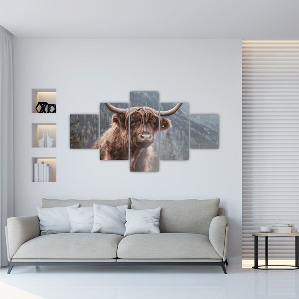 Obraz - Highlander kráva (125x70 cm)