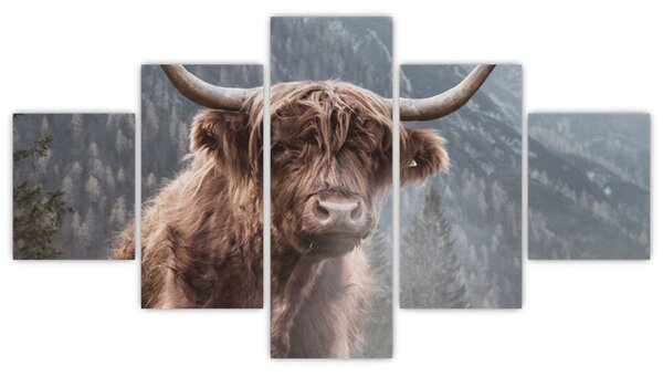 Obraz - Highlander kráva (125x70 cm)