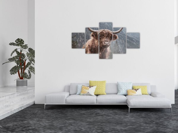Obraz - Highlander kráva (125x70 cm)