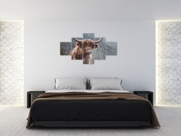 Obraz - Highlander kráva (125x70 cm)