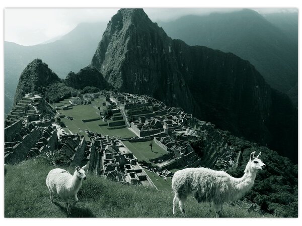 Obraz - Lamy na Machu Picchu v Peru (70x50 cm)
