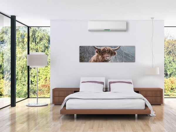 Obraz - Highlander kráva (170x50 cm)