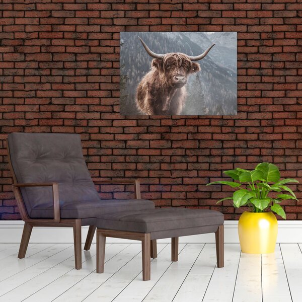 Obraz - Highlander kráva (70x50 cm)