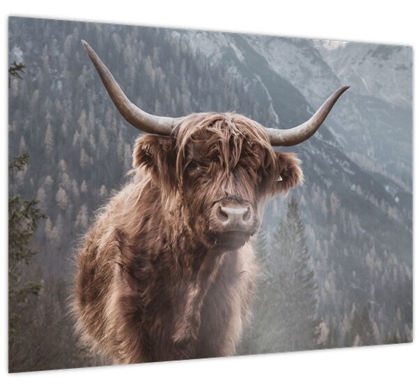 Obraz - Highlander kráva (70x50 cm)