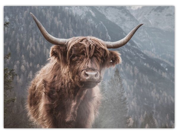 Obraz - Highlander kráva (70x50 cm)
