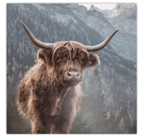 Obraz - Highlander kráva (30x30 cm)