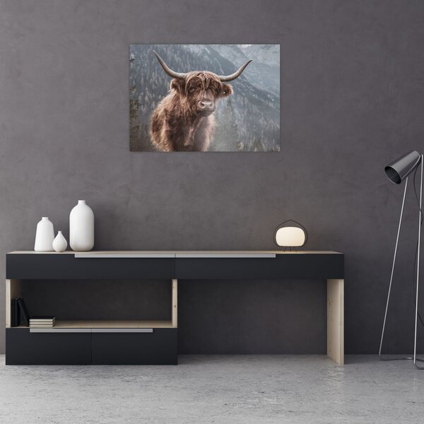 Obraz - Highlander kráva (70x50 cm)