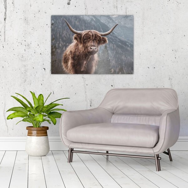 Obraz - Highlander kráva (70x50 cm)