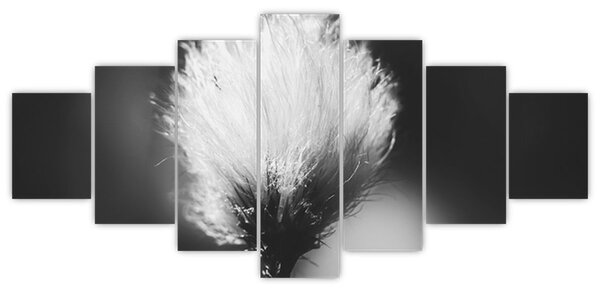 Obraz - Černobílý cottongrass (210x100 cm)