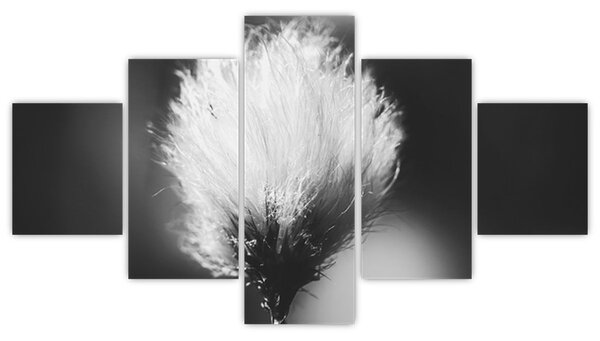 Obraz - Černobílý cottongrass (125x70 cm)