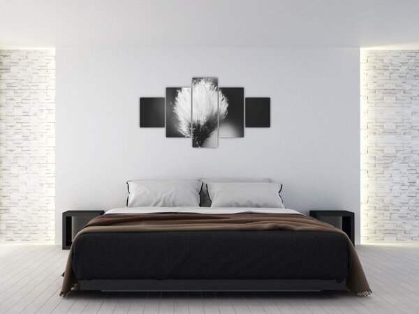 Obraz - Černobílý cottongrass (125x70 cm)