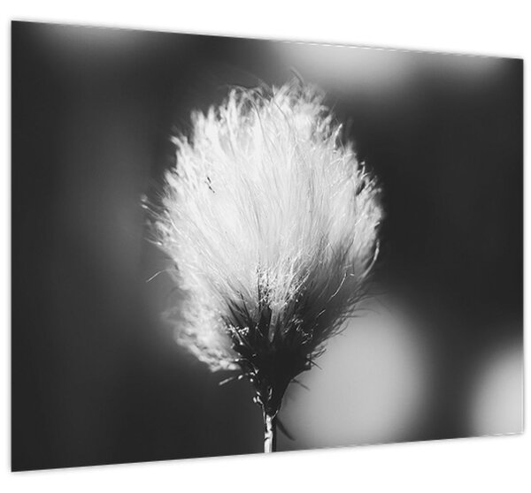 Obraz - Černobílý cottongrass (70x50 cm)