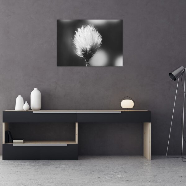 Obraz - Černobílý cottongrass (70x50 cm)