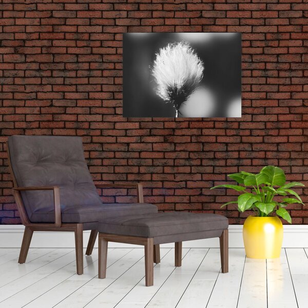 Obraz - Černobílý cottongrass (70x50 cm)