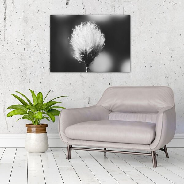 Obraz - Černobílý cottongrass (70x50 cm)