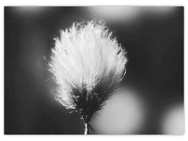 Obraz - Černobílý cottongrass (70x50 cm)