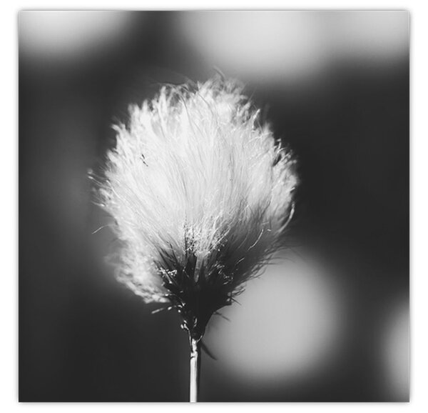 Obraz - Černobílý cottongrass (30x30 cm)
